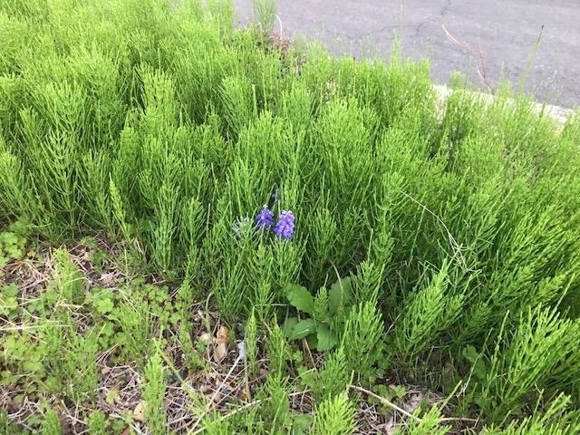 雑草のあいだから