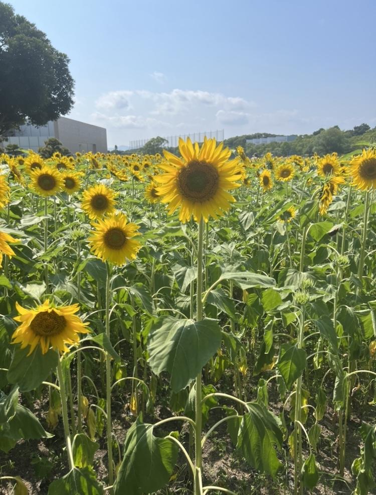 今しか🌻