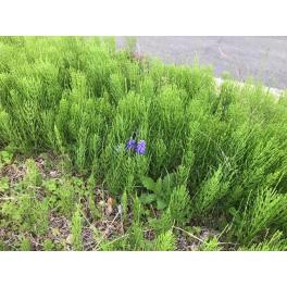雑草のあいだから