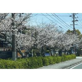 新年度が始まりました。