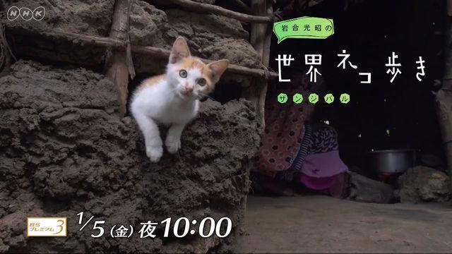 世界ネコ歩き