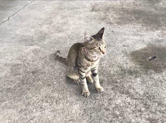 大久保SSに来た子ネコ