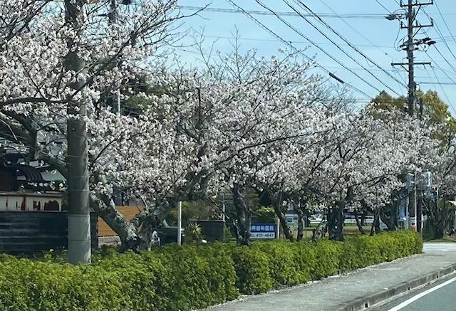 新年度が始まりました。